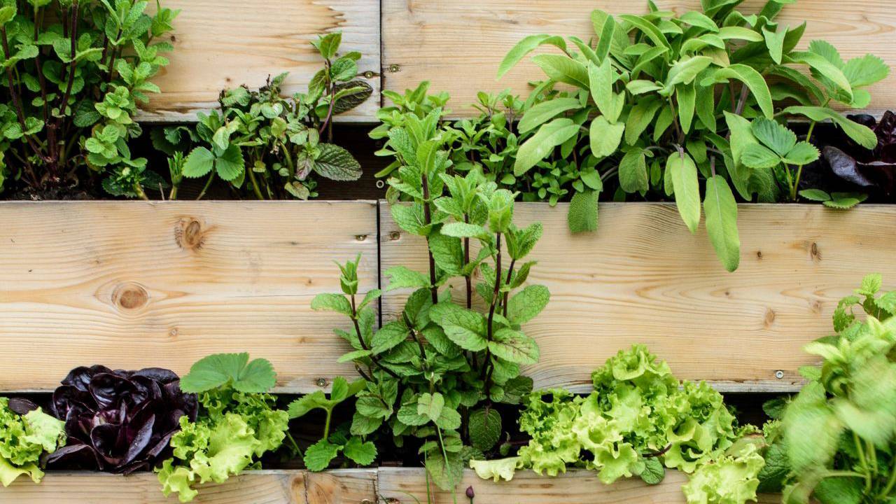 Cómo hacer tu propio jardín vertical comestible: 6 combinaciones de plantas que funcionan