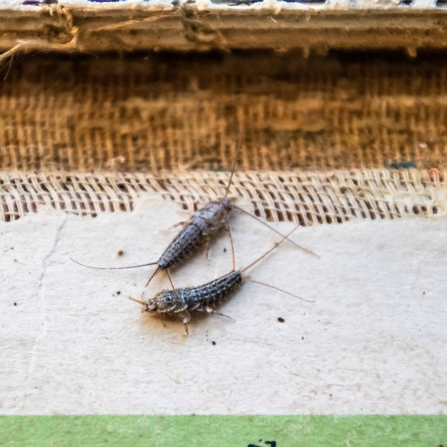 Cómo eliminar los pececillos de plata en casa y dejar de verlos por las mañanas cuando enciendes la luz