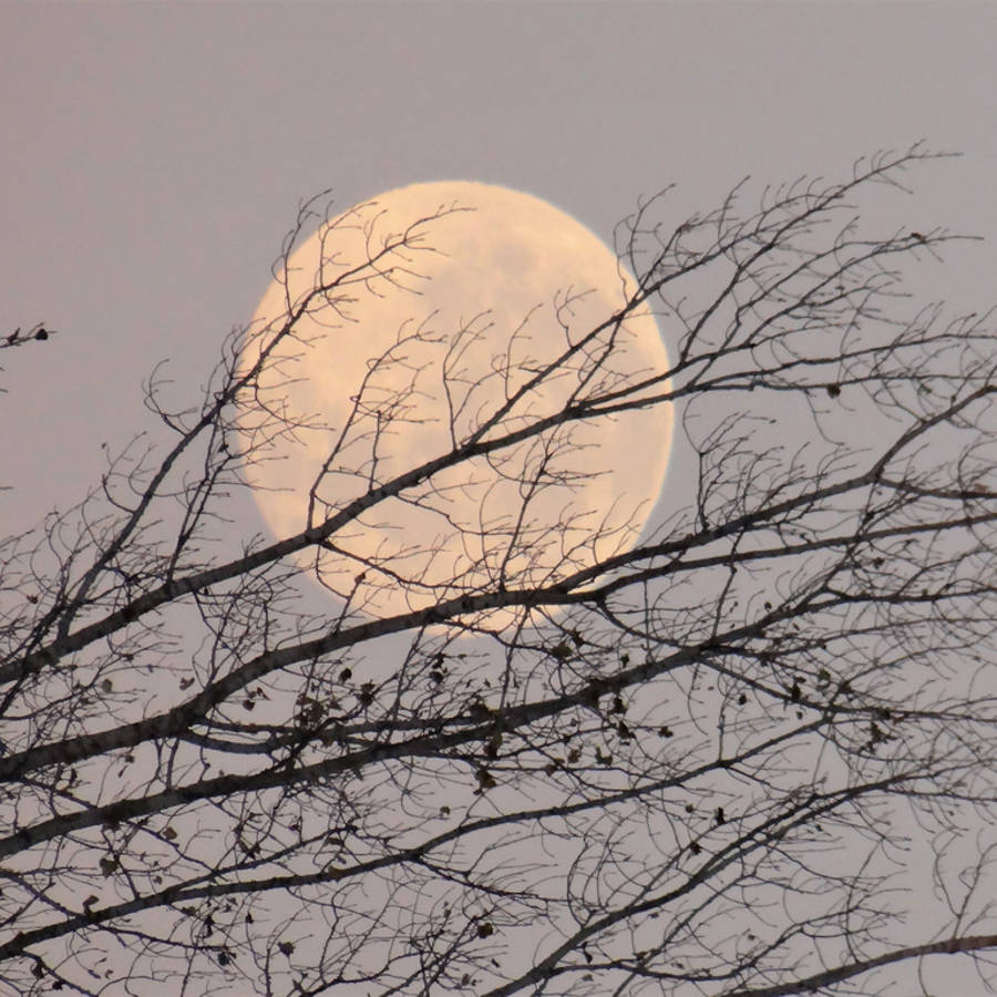 La Luna llena de octubre es la Luna del cazador y llega con un "casi eclipse"