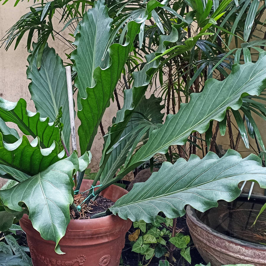 14 plantas de hojas grandes: bonitas, imponentes y fáciles de cuidar