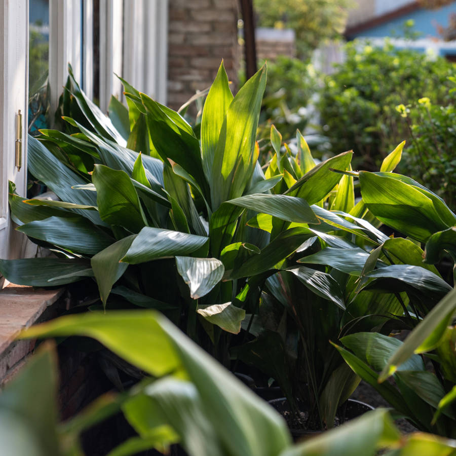 Cómo cuidar la aspidistra: la resistente planta de toda la vida que convertirá cualquier espacio en un frondoso jardín