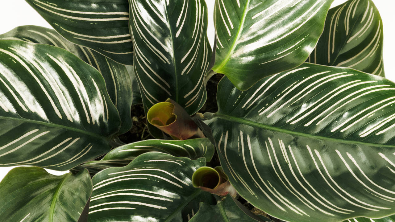 Calathea ornata