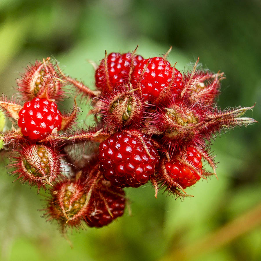 Cómo plantar frambuesas japonesas en una maceta o en el jardín (y disfrutar de su exquisito sabor)