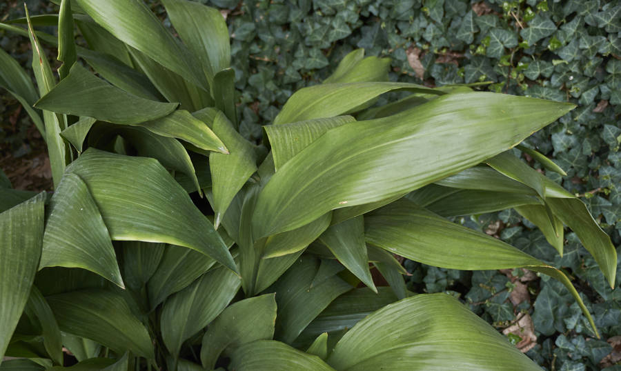 iStock Aspidistra elatior