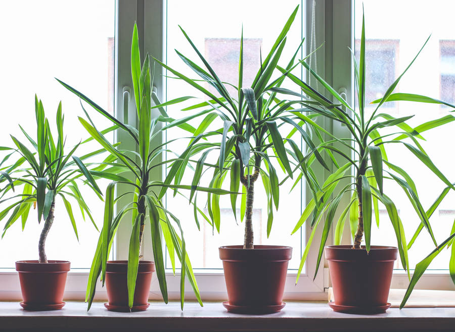 iStock Dracaena marginata