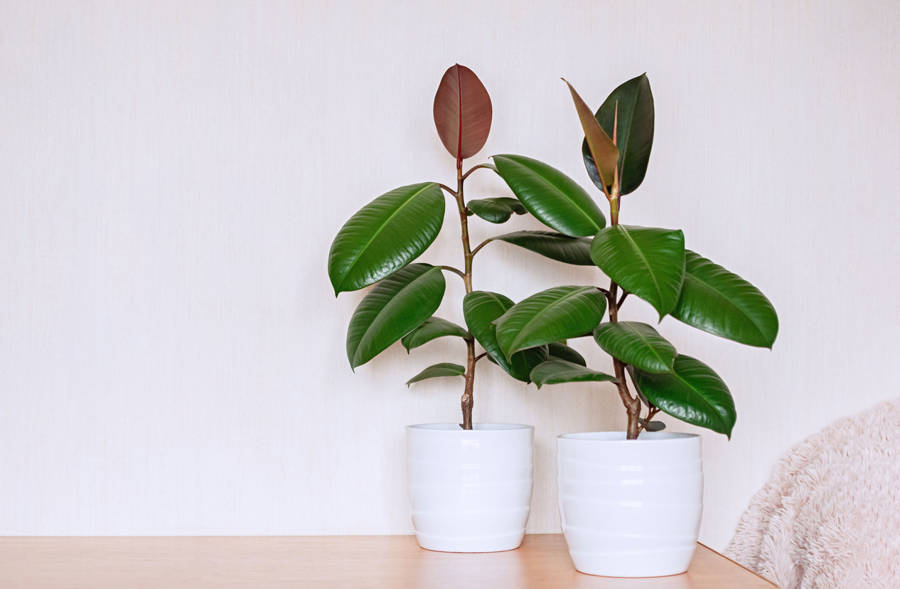 iStock ficus elastica