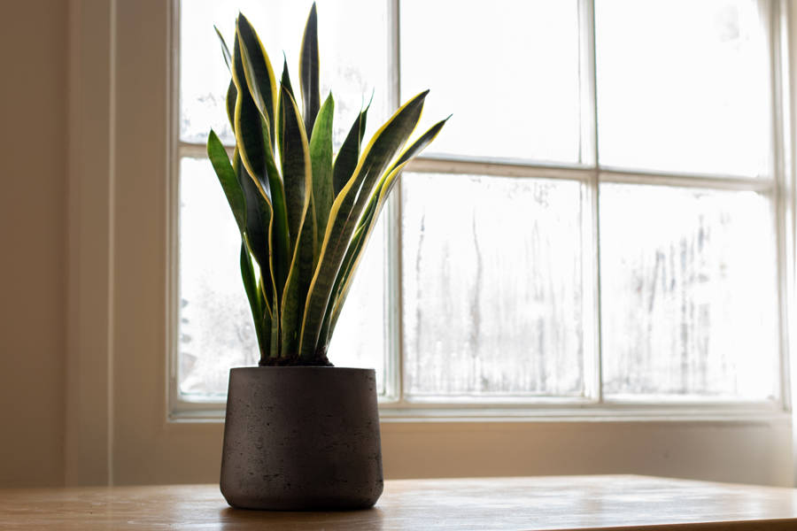 iStock Sansevieria trifasciata