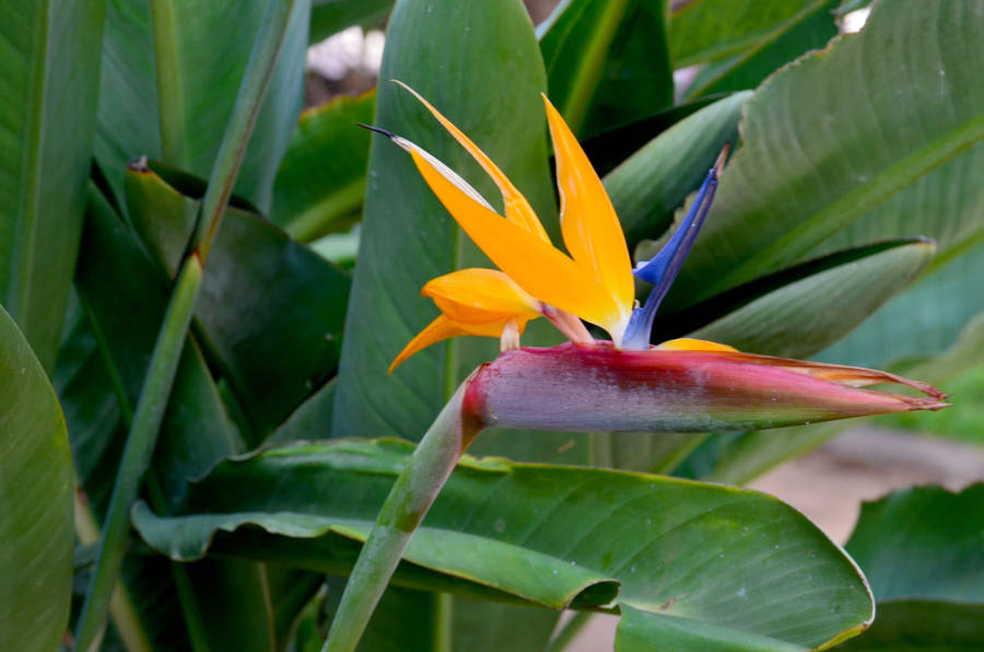 Strelitzia reginae