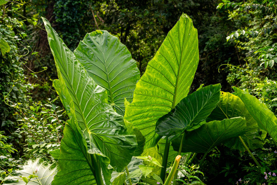 iStock Alocasia macrorrhiza