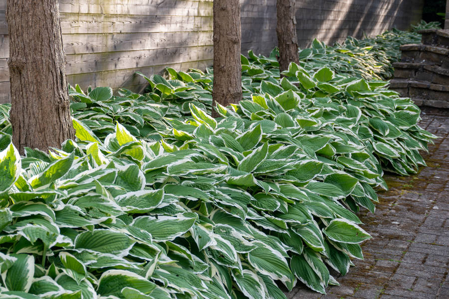 iStock Hosta fortunei