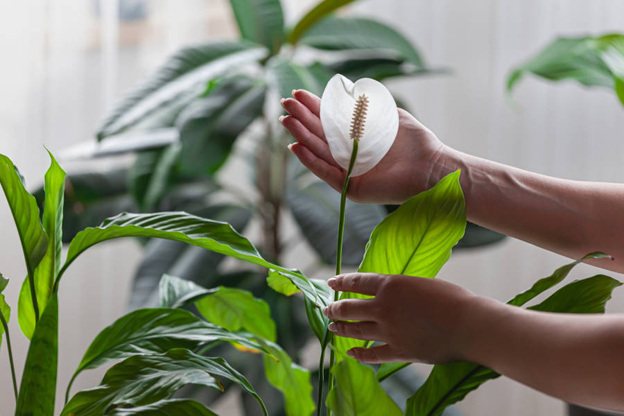 iStock Spathiphyllum wallisii