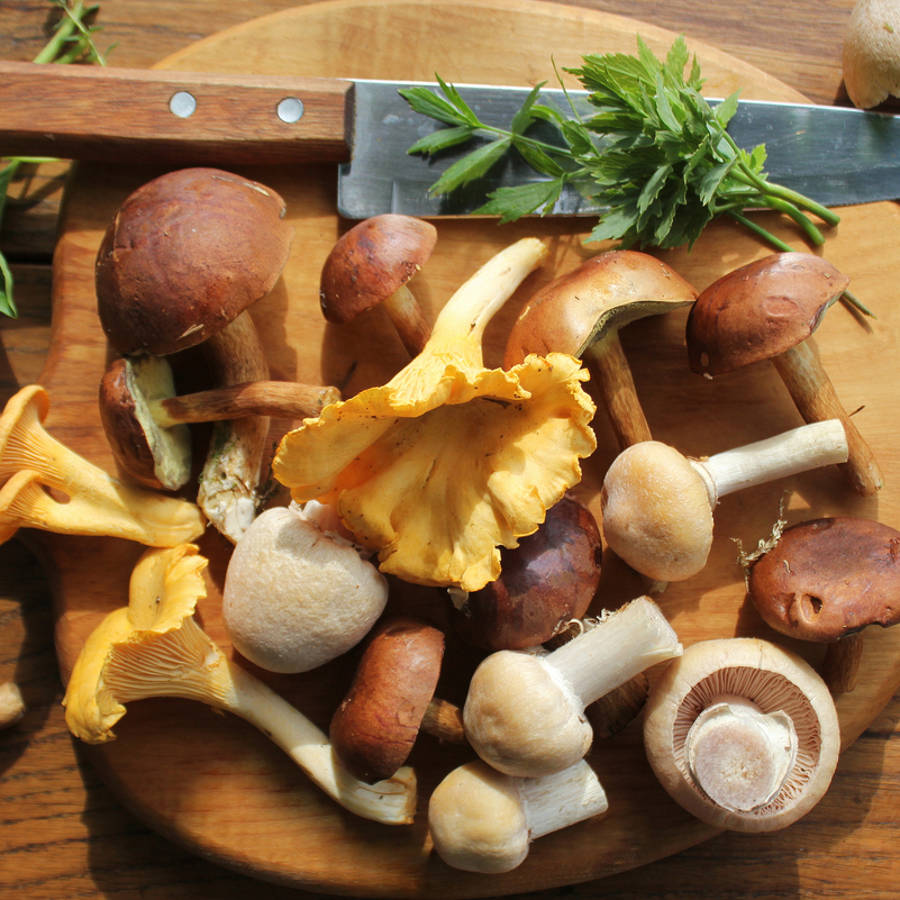 Recetas fáciles y deliciosas con boletus, la mejor seta del mundo