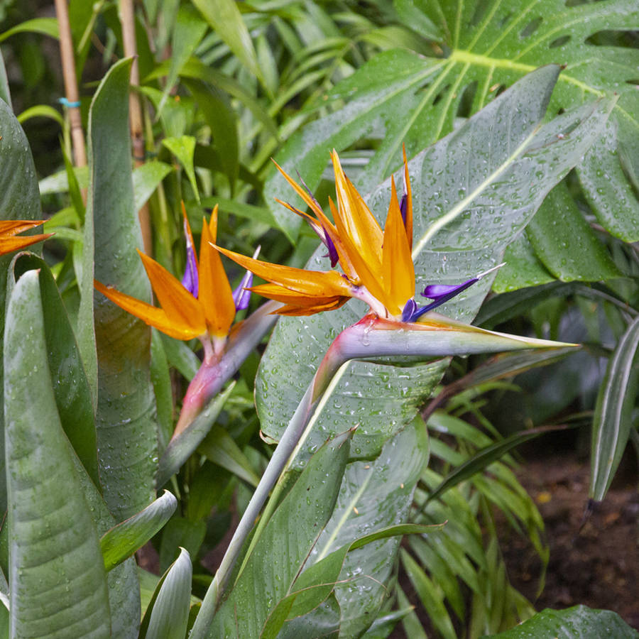 Cómo cuidar tu ave del paraíso, la elegante planta de hojas grandes y exótica flor más exuberante