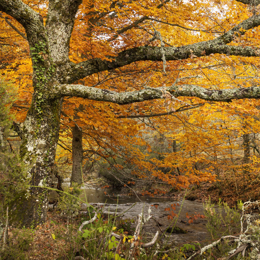 El bosque de cuento a menos de una hora de Madrid que respira otoño