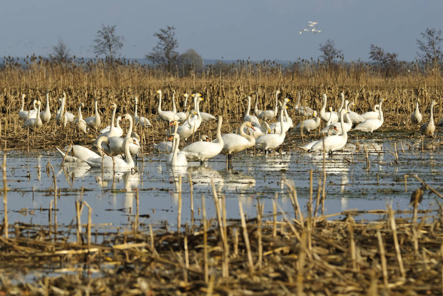 Parque Nacional de Doñana