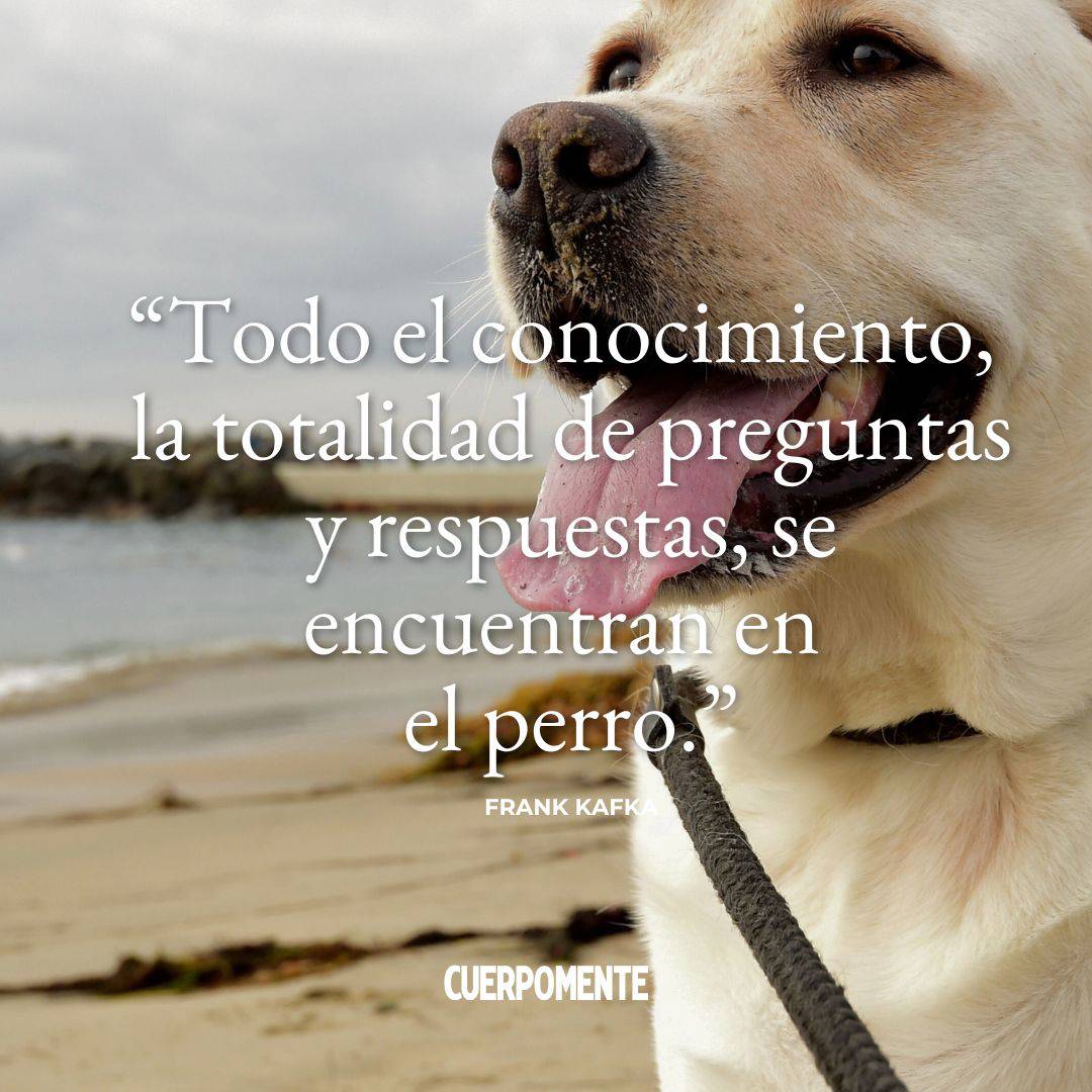 Todo el conocimiento, la totalidad de preguntas y respuestas, se encuentran en el perro. Franz Kafka