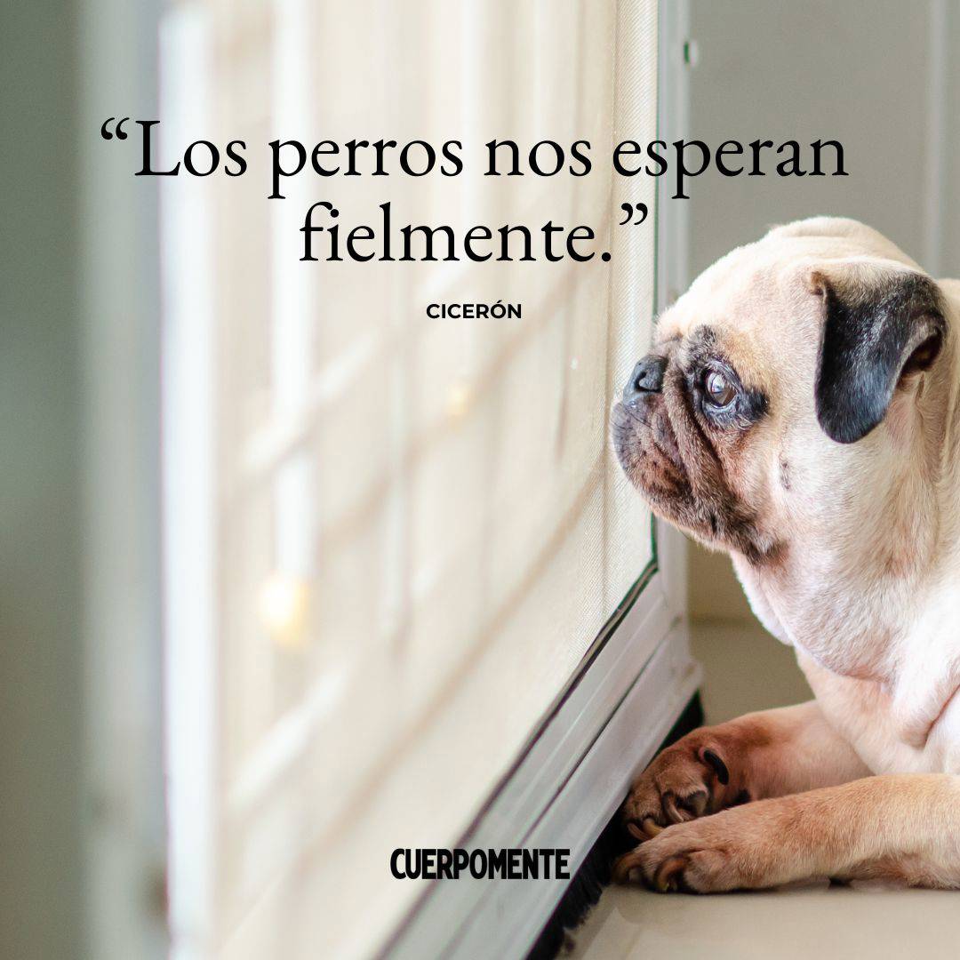 Los perros nos esperan fielmente. Cicerón