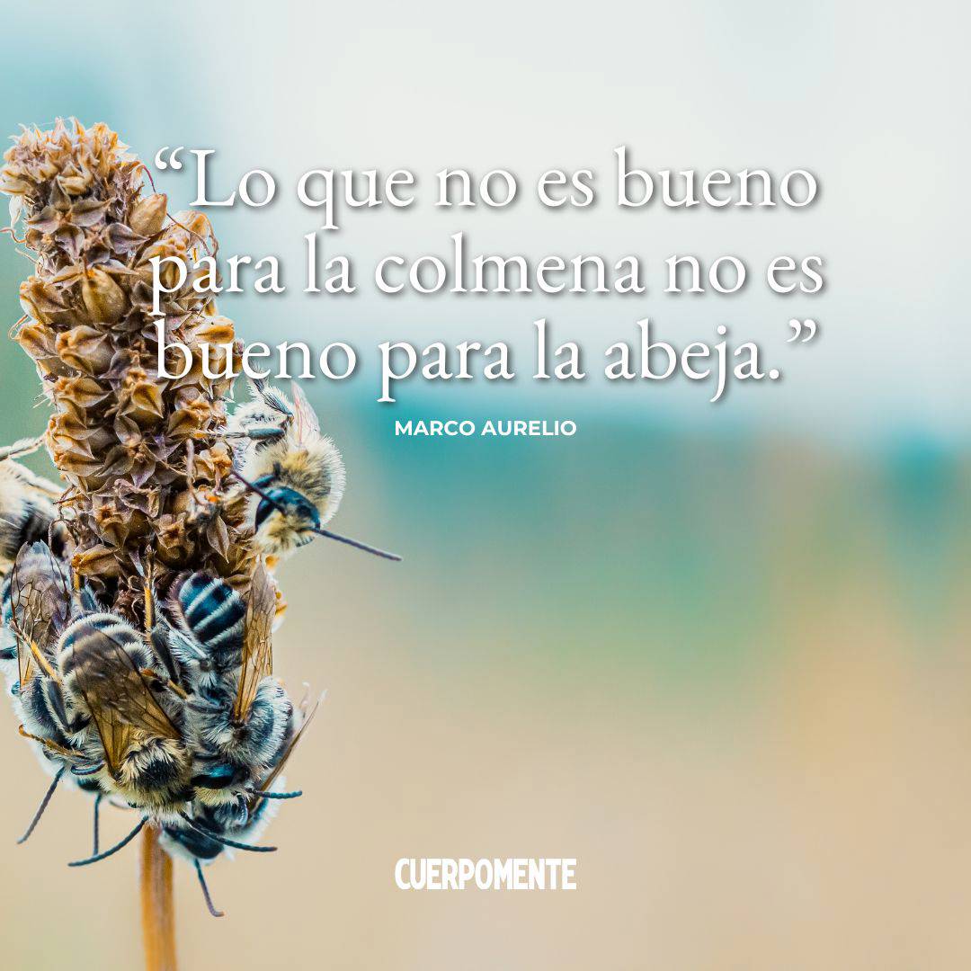 Frases de Marco Aurelio: “Lo que no es bueno para la colmena no es bueno para la abeja.”