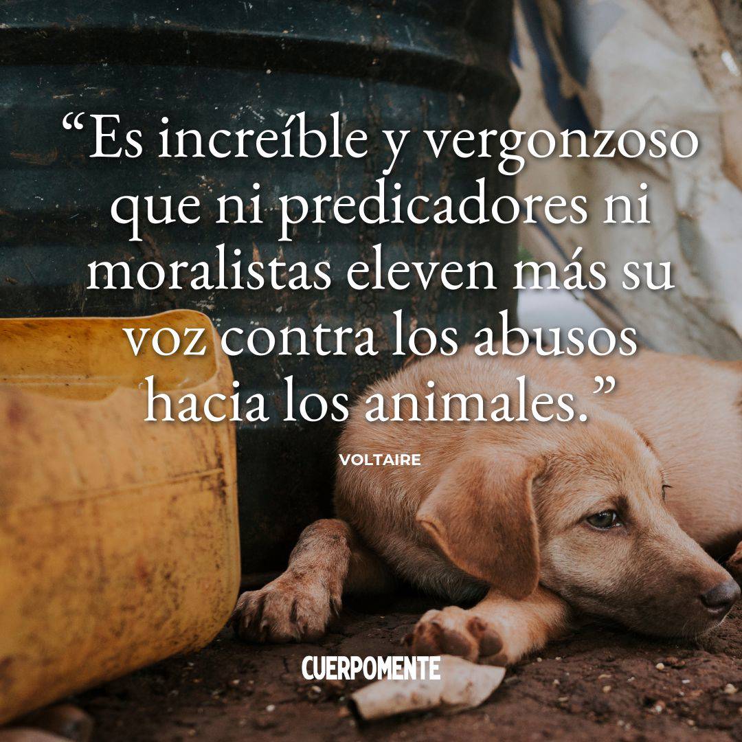 Frases de perros: 21. "Es increíble y vergonzoso que ni predicadores ni moralistas eleven más su voz contra los abusos hacia los animales." (Voltaire)