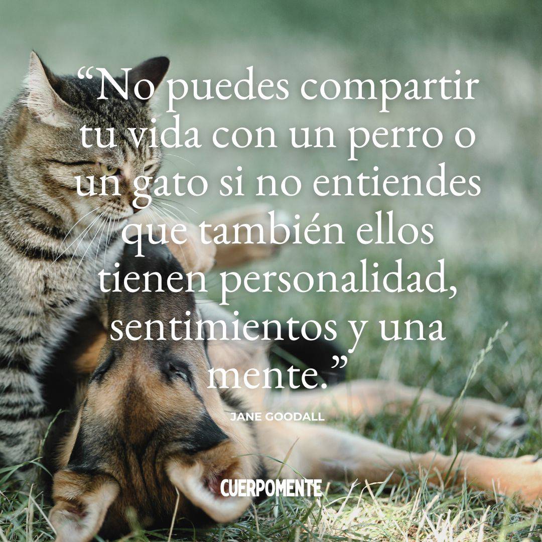 Frases de perros nuevo disen~o