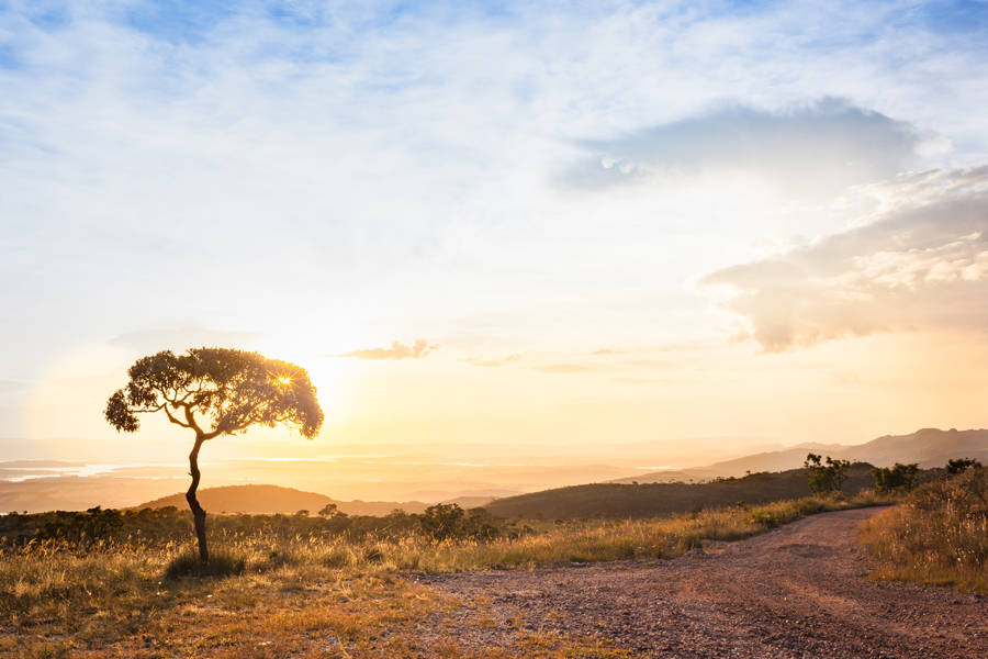 Cerrado Brazil