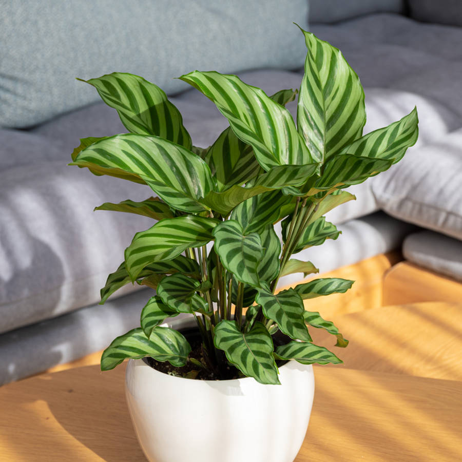 Cómo cuidar la calathea y mantenerla feliz todo el año