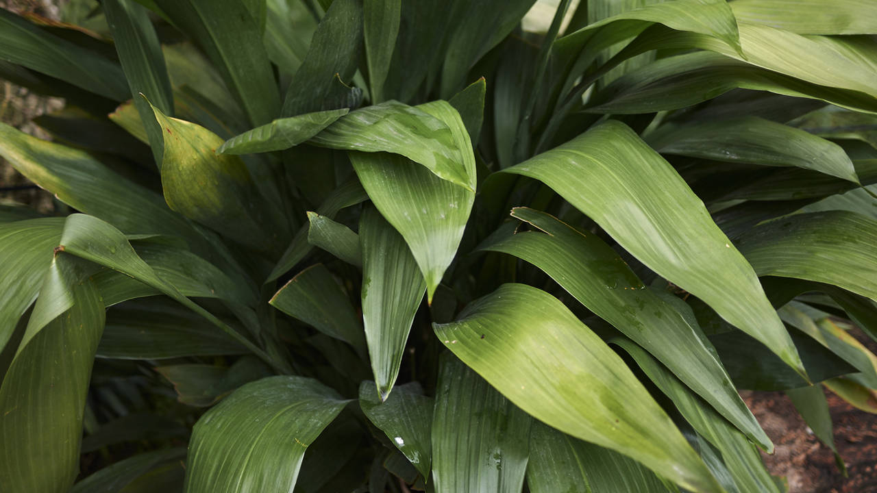 aspidistra 