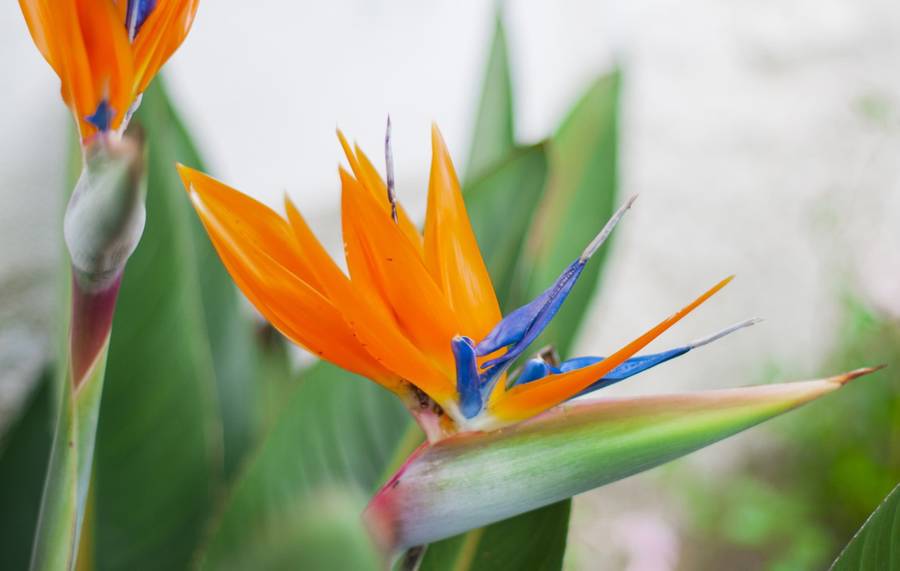 Ave del paraíso o strelitzia