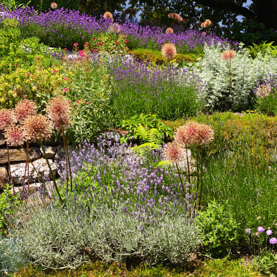 Cómo convertir tu huerto en un jardín combinando las verduras más bonitas y coloridas con flores