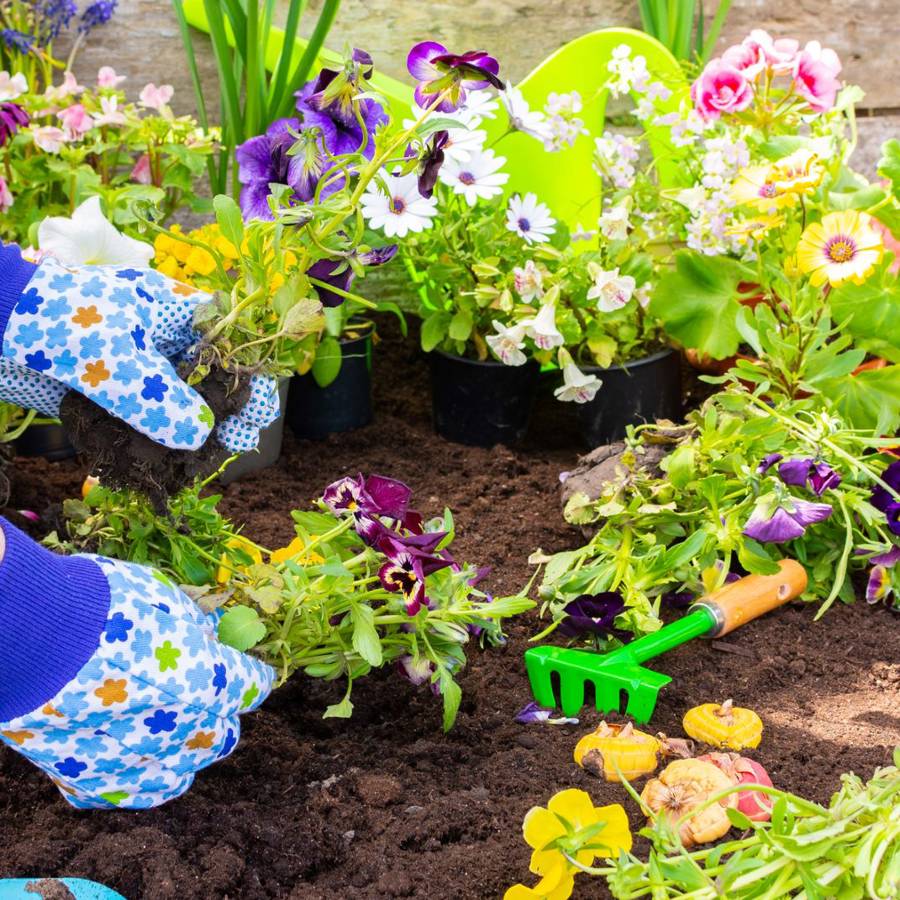 Adiós a los posos de café en el jardín: para estas 5 plantas son fatales