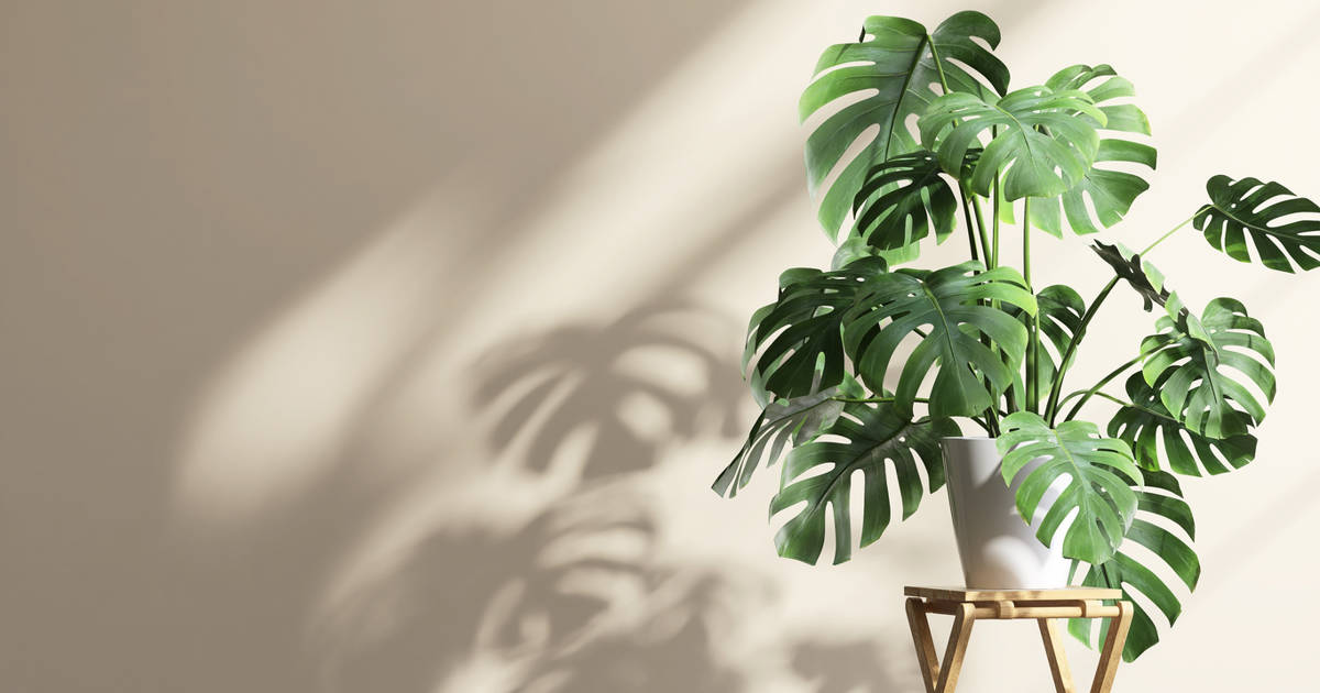 philodendron tortum in the wild Buy Philodendron Tortum main image 0
