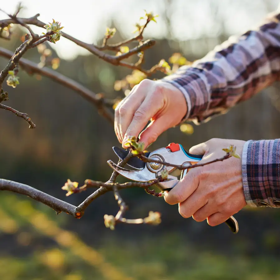 6 arbustos y árboles que debes podar en otoño si quieres que sobrevivan al invierno