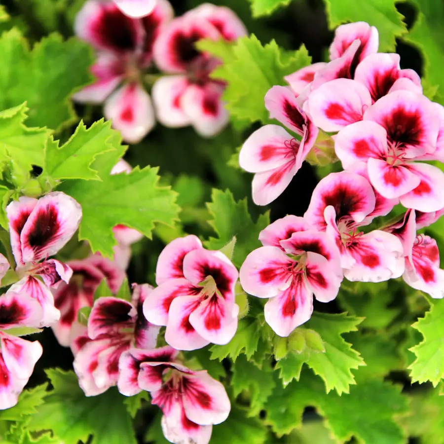 Cómo podar los geranios para que sigan echando flores cada año