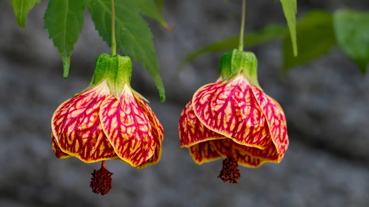 Abutilón striatum