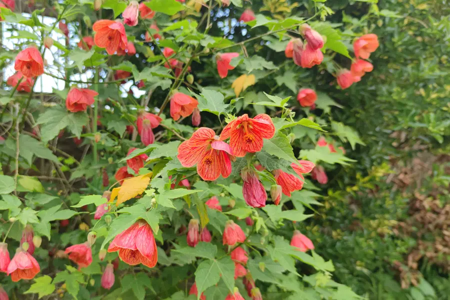 Abutilon