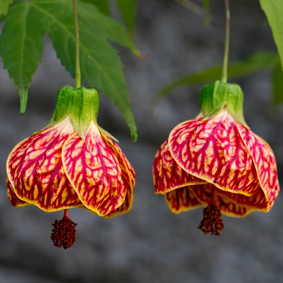 Abutilón striatum