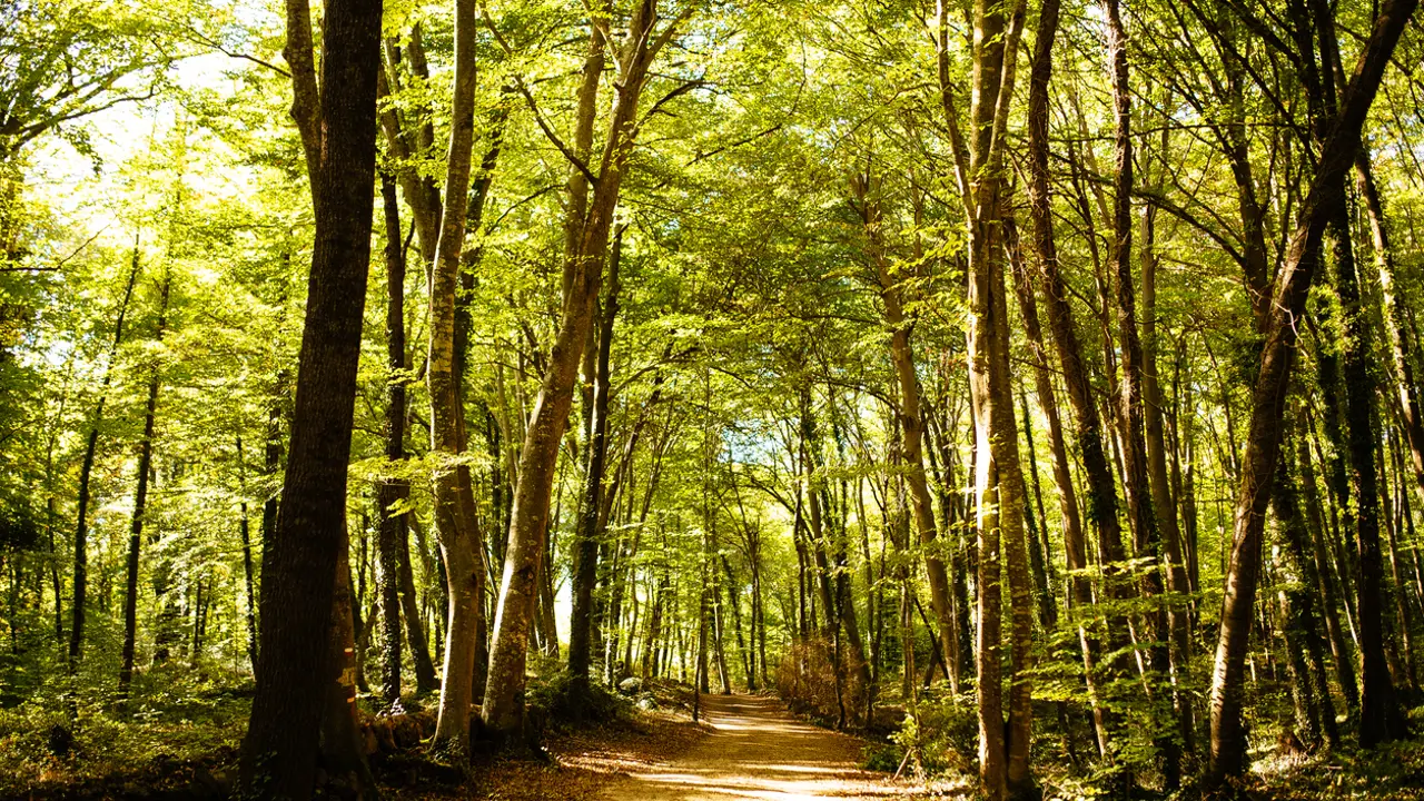 hayedo La Fageda d'en Jordá