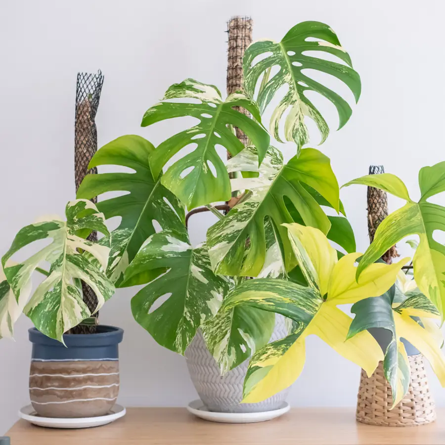 El truco para que tu monstera y otras plantas trepadoras desarrollen hojas más grandes