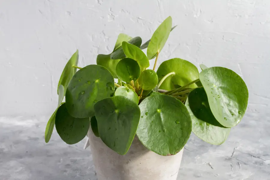 Planta del dinero (Pilea peperomioides)