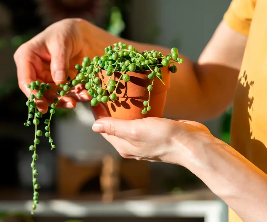 Planta rosario (Senecio rowleyanus)