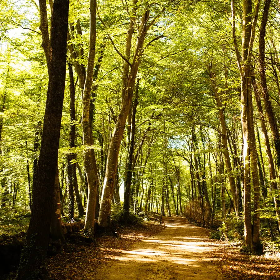 hayedo La Fageda d'en Jordá