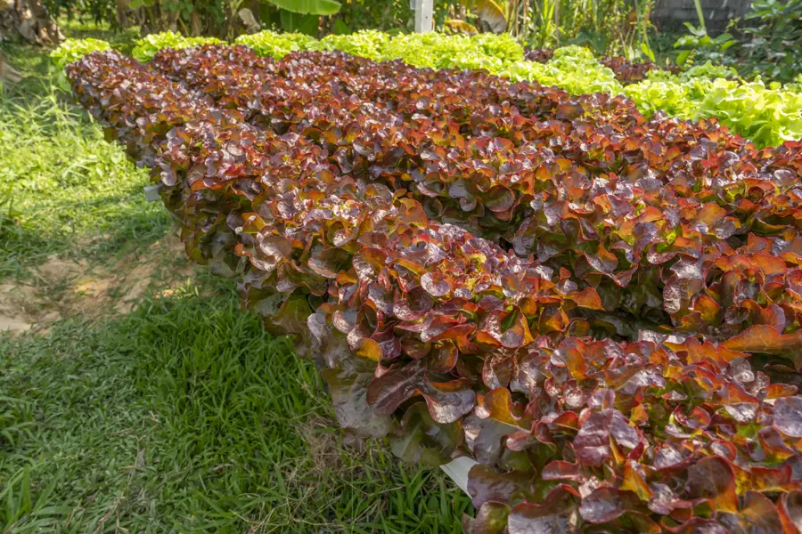 Lechuga roja