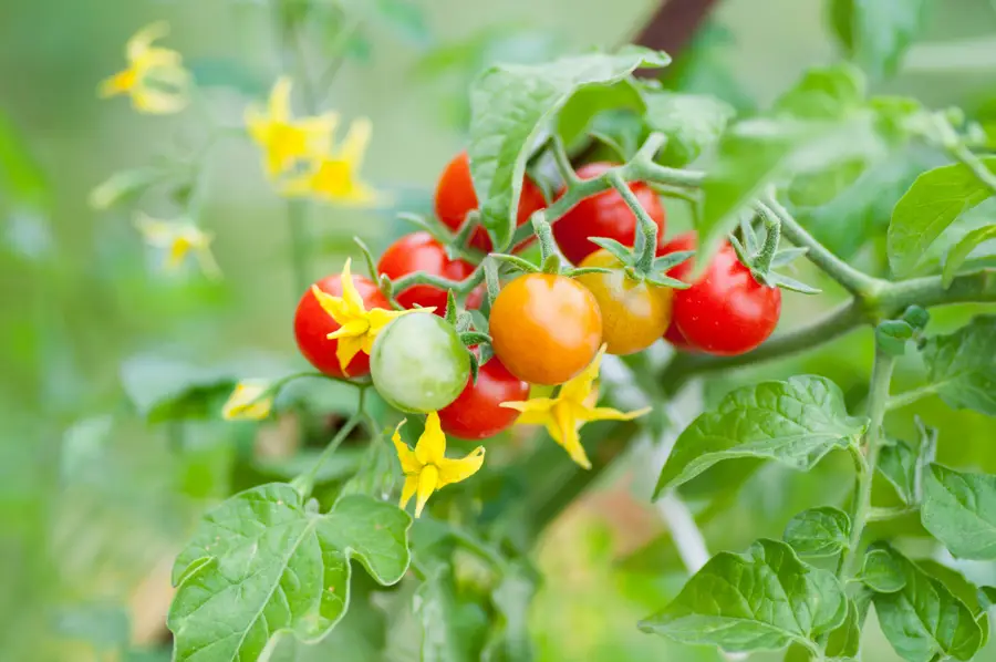 Tomates de colores