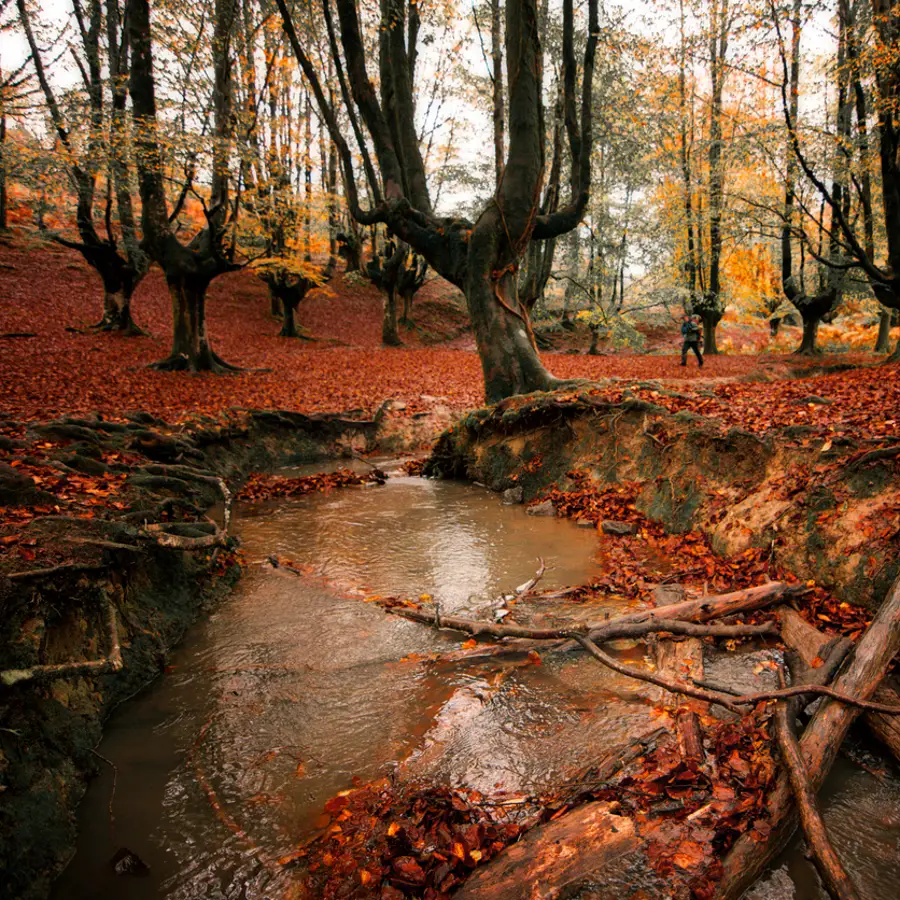 No hace falta viajar a Japón: los mejores baños de bosque se hacen en esta comunidad autónoma