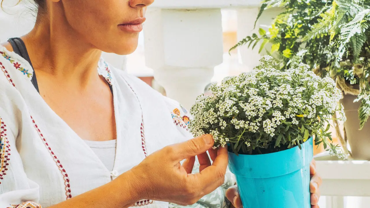 plantas de flor resistentes