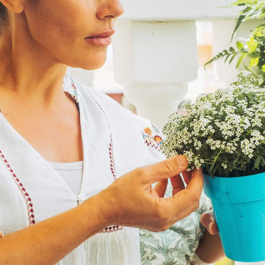 Durillo: la planta de vistosas flores resistente al frío y al calor para alegrar tu balcón