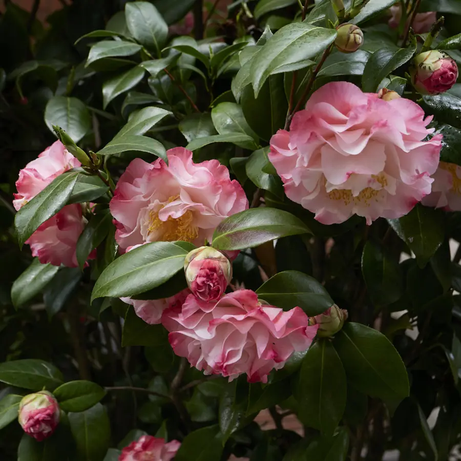 Así hay que cuidar la camelia para que florezca y crezca cada día más bonita