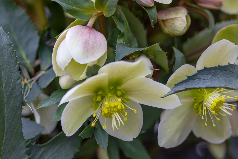 Rosa de Navidad