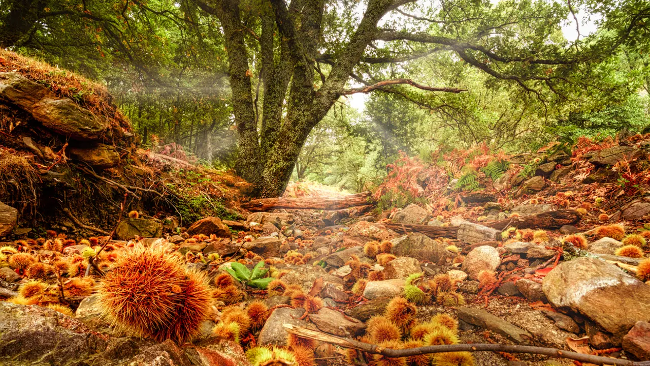 Bosque de El Tiemblo