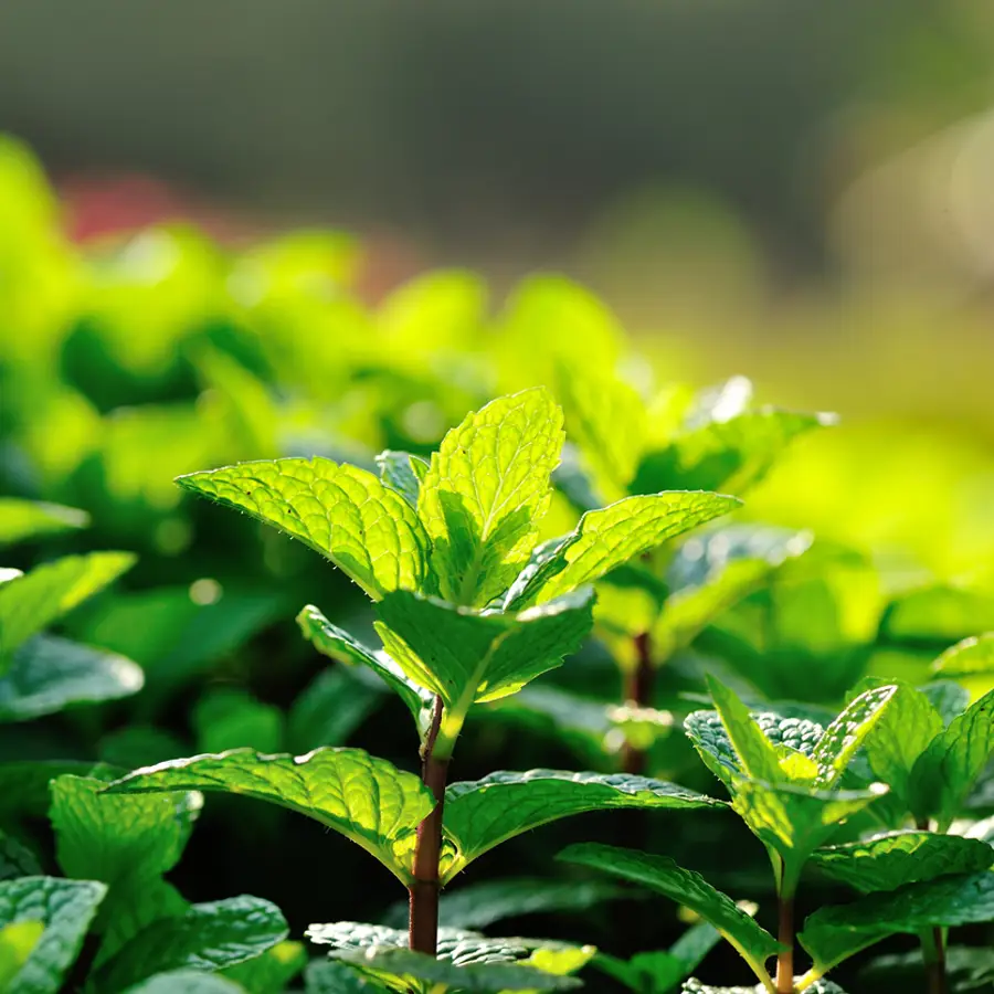 La planta en la que nadie se fija y es mano de santo en el jardín